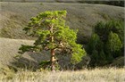 Сосна обыкновенная, морозостойкая, вечнозеленая, декоративная, эфиромасличная 2035 - фото 13645