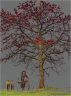 Красное хлопковое дерево, декоративное, экзотическое, неприхотливое, быстрорастущее 3973 - фото 13686