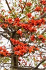 Красное хлопковое дерево, декоративное, экзотическое, неприхотливое, быстрорастущее 3973 - фото 13688
