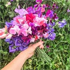 Душистый горошек микс, декоративная лиана, ароматная, медонос, живая изгородь, кадочное 3992 - фото 13696