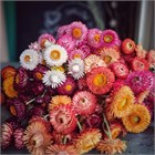 Гелихризум, декоративные цветы, неприхотливый, засухоустойчивый, сухоцвет 3994 - фото 13702