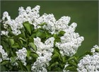 Сирень белая, морозостойкая, обильное цветение, декоративная, засухоустойчивая, неприхотливая, медонос 4002 - фото 13748
