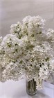 Сирень белая, морозостойкая, обильное цветение, декоративная, засухоустойчивая, неприхотливая, медонос 4002 - фото 13756