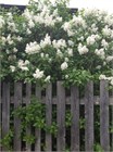 Сирень белая, морозостойкая, обильное цветение, декоративная, засухоустойчивая, неприхотливая, медонос 4002 - фото 13758
