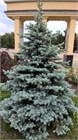 Ель колючая (сизая) голубая, зимостойкая, декоративная, ценная древесина 2210 - фото 13852