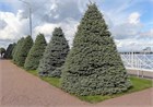 Ель колючая (сизая) голубая, зимостойкая, декоративная, ценная древесина 2210 - фото 13853