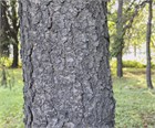 Ель колючая (сизая) голубая, зимостойкая, декоративная, ценная древесина 2210 - фото 13854