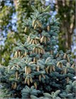 Ель колючая (сизая) голубая, зимостойкая, декоративная, ценная древесина 2210 - фото 13856