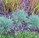 Тонконог (Келерия), многолетний, декоративное, злаковое растение 2177 Тонконог (Келерия), многолетний, декоративное, злаковое растение 2177