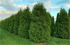 Туя Брабант, морозостойкая, вечнозелёная, быстрорастущая, неприхотливая, декоративная, теневыносливая 4011 - фото 13899