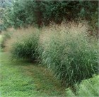 Просо обыкновенное, декоративный злак, кормовой, съедобный 2178