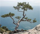 Сосна крымская, морозостойкая, декоративная, эфиромасличная, лекарственная, ценная древесина 1970 - фото 13917