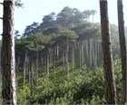 Сосна крымская, морозостойкая, декоративная, эфиромасличная, лекарственная, ценная древесина 1970 - фото 13920