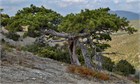 Сосна крымская, морозостойкая, декоративная, эфиромасличная, лекарственная, ценная древесина 1970 - фото 13921
