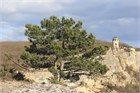 Сосна крымская, морозостойкая, декоративная, эфиромасличная, лекарственная, ценная древесина 1970 - фото 13926