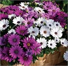 Остеоспермум микс, декоративные цветы, неприхотливый, засухоустойчивый, продолжительное цветение 3779