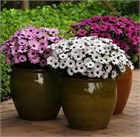 Остеоспермум микс, декоративные цветы, неприхотливый, засухоустойчивый, продолжительное цветение 3779