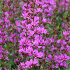 Дербенник прутьевидный, декоративный, травянистый, многолетний цветок, медонос 4015 Дербенник прутьевидный, декоративный, травянистый, многолетний цветок, медонос 4015