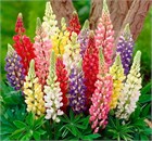 Люпин карликовый, низкорослый, травянистый многолетник, холодостойкий, декоративный цветок, медонос 4017 - фото 13980 Люпин карликовый, низкорослый, травянистый многолетник, холодостойкий, декоративный цветок, медонос 4017 - фото 13980