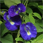 Клитория тройчатая, синий тайский чай, декоративная лиана, с обильным цветением, для вертикального озеленения, натуральный краситель, комнатная культура 4018 Клитория тройчатая, синий тайский чай, декоративная лиана, с обильным цветением, для вертикального озеленения, натуральный краситель, комнатная культура 4018