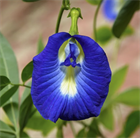 Клитория тройчатая, синий тайский чай, декоративная лиана, с обильным цветением, для вертикального озеленения, натуральный краситель, комнатная культура 4018 Клитория тройчатая, синий тайский чай, декоративная лиана, с обильным цветением, для вертикального озеленения, натуральный краситель, комнатная культура 4018