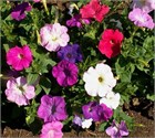 Петуния Нана микс, с обильным цветением, неприхотливая в уходе 4019 Петуния Нана микс, с обильным цветением, неприхотливая в уходе 4019