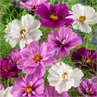Космея микс, декоративный, неприхотливый, долгоцветущий однолетник, медонос, засухоустойчивый, быстрорастущий 4020 Космея микс, декоративный, неприхотливый, долгоцветущий однолетник, медонос, засухоустойчивый, быстрорастущий 4020
