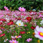 Космея микс, декоративный, неприхотливый, долгоцветущий однолетник, медонос, засухоустойчивый, быстрорастущий 4020 Космея микс, декоративный, неприхотливый, долгоцветущий однолетник, медонос, засухоустойчивый, быстрорастущий 4020