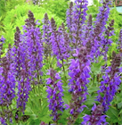 Шалфей хорминума (микс), декоративный, однолетний, яркие цветения, сухоцвет, медонос, засухоустойчивый 4021 Шалфей хорминума (микс), декоративный, однолетний, яркие цветения, сухоцвет, медонос, засухоустойчивый 4021