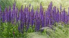 Шалфей хорминума (микс), декоративный, однолетний, яркие цветения, сухоцвет, медонос, засухоустойчивый 4021 Шалфей хорминума (микс), декоративный, однолетний, яркие цветения, сухоцвет, медонос, засухоустойчивый 4021