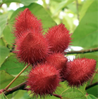 Аннато, декоративный, лекарственный, экзотический кустарник, естественный краситель 4022 Аннато, декоративный, лекарственный, экзотический кустарник, естественный краситель 4022