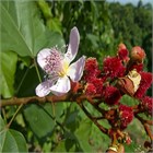 Аннато, декоративный, лекарственный, экзотический кустарник, естественный краситель 4022 Аннато, декоративный, лекарственный, экзотический кустарник, естественный краситель 4022