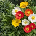 Мак голатебельный микс, декоративный, травянистый, раннецветущий, неприхотливый, холодостойкий, медонос 4023 Мак голатебельный микс, декоративный, травянистый, раннецветущий, неприхотливый, холодостойкий, медонос 4023