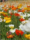 Мак голатебельный микс, декоративный, травянистый, раннецветущий, неприхотливый, холодостойкий, медонос 4023 Мак голатебельный микс, декоративный, травянистый, раннецветущий, неприхотливый, холодостойкий, медонос 4023
