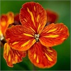 Хейрантус чери (лакфиоль), ароматный, декоративный, травянистый, двулетний, холодостойкий, медонос 4024