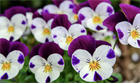 Анютины глазки, декоративные, травянистые, долгоцветущие, ароматные цветы, неприхотливые, медонос 4025 Анютины глазки, декоративные, травянистые, долгоцветущие, ароматные цветы, неприхотливые, медонос 4025