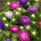 Астра низкорослая микс, однолетний цветок, крупные махровые соцветия, для ковровых посадок, медонос 4026 Астра низкорослая микс, однолетний цветок, крупные махровые соцветия, для ковровых посадок, медонос 4026