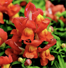 Львиный зев Том Тамб, ароматные цветки, для бордюров и контейнеров, обильное цветение, медонос, неприхотливый 4027 Львиный зев Том Тамб, ароматные цветки, для бордюров и контейнеров, обильное цветение, медонос, неприхотливый 4027