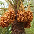 Финик пальчатый, вечнозеленый, декоративный, съедобный, лекарственный, комнатный 4029 Финик пальчатый, вечнозеленый, декоративный, съедобный, лекарственный, комнатный 4029