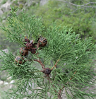 Кипарис гималайский Торулоза, вечнозелёный, быстрорастущий, декоративный, лекарственный 4030 Кипарис гималайский Торулоза, вечнозелёный, быстрорастущий, декоративный, лекарственный 4030