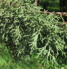 Кипарис гималайский Торулоза, вечнозелёный, быстрорастущий, декоративный, лекарственный 4030 Кипарис гималайский Торулоза, вечнозелёный, быстрорастущий, декоративный, лекарственный 4030