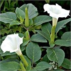 Дурман индийский, декоративный, травянистый, обильноцветущий, ароматный, крупноцветковый, быстрорастущий 4031 Дурман индийский, декоративный, травянистый, обильноцветущий, ароматный, крупноцветковый, быстрорастущий 4031