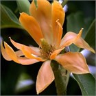 Магнолия Чампака (желтая), ароматное, экзотическое древесное растение, горшечная культура 3444