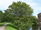 Клён ложноплатановый (клен белый или Явор), морозостойкий, ценная древесина, медонос, долгожитель, широкая куполообразная крона 1834