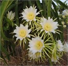 Питахайя желтая, съедобная, декоративный кактус, комнатная 3143