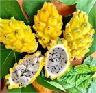 Питахайя желтая, съедобная, декоративный кактус, комнатная 3143