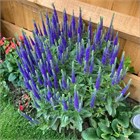 Вероника синяя, морозостойкая, многолетняя, декоративные цветы, медонос 4014