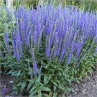 Вероника синяя, морозостойкая, многолетняя, декоративные цветы, медонос 4014