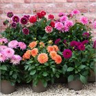 Георгины Топ Стар микс, декоративные цветы, длительное цветение, засухоустойчивые, 4016 Георгины Топ Стар микс, декоративные цветы, длительное цветение, засухоустойчивые, 4016