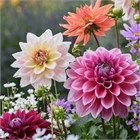 Георгины Топ Стар микс, декоративные цветы, длительное цветение, засухоустойчивые, 4016 Георгины Топ Стар микс, декоративные цветы, длительное цветение, засухоустойчивые, 4016